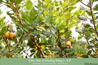 Những câu hỏi phổ biến của khách hàng khi mua hạt điều rang muối Dihona Những câu hỏi phổ biến của khách hàng khi mua hạt điều rang muối Dihona