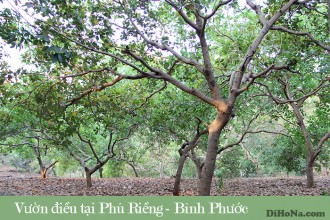 Bạn nghĩ hạt điều xuất khẩu chất lượng như thế nào? Bạn nghĩ hạt điều xuất khẩu chất lượng như thế nào?