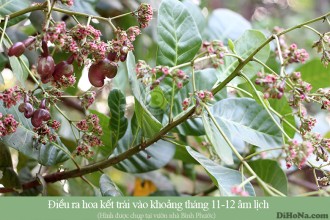 Nơi nào bán hạt điều rang muối ở Hà Nội? Nơi nào bán hạt điều rang muối ở Hà Nội?