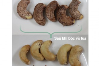 8 Ngộ Nhận Về Hạt Điều Rang Muối Ngon 8 Ngộ Nhận Về Hạt Điều Rang Muối Ngon