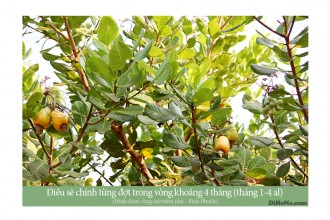 Mua hạt điều rang muối tại Hà Nội chính gốc Bình Phước Mua hạt điều rang muối tại Hà Nội chính gốc Bình Phước