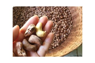 Có nên chọn hạt điều rang muối loại 1 để biếu tặng? Có nên chọn hạt điều rang muối loại 1 để biếu tặng?