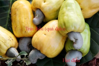 Hạt điều tiếng anh là gì?