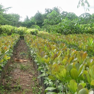 Cây giống hạt điều bình phước 