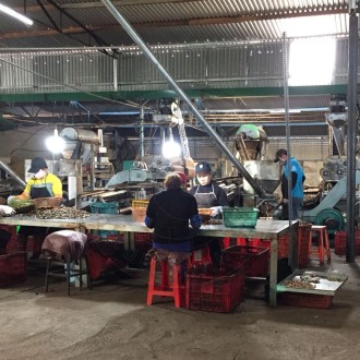 Gia công phân loại hạt điều