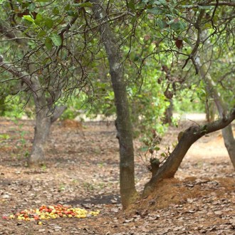 Cho thuê vườn điều canh tác