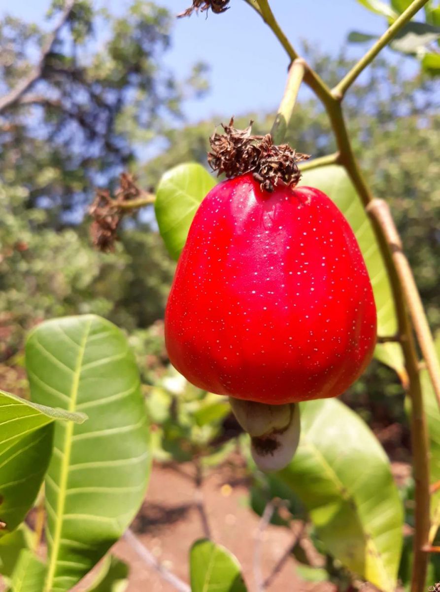 cac-cong-doan-lam-ra-thanh-pham-hat-dieu-tuoi-lam-sua