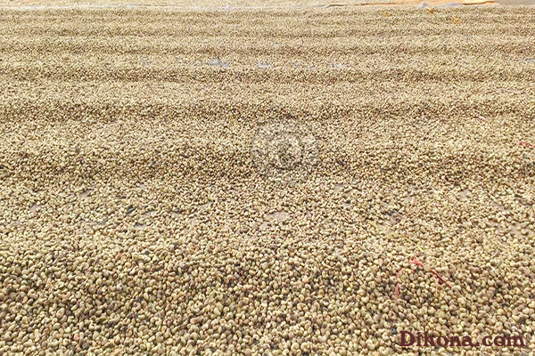 Mua bán hạt điều Mua bán hạt điều