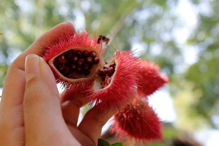 Dầu hạt điều Dầu hạt điều