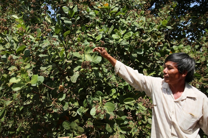 Điều Bình Phước