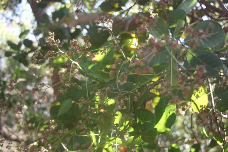 Điều Bình Phước