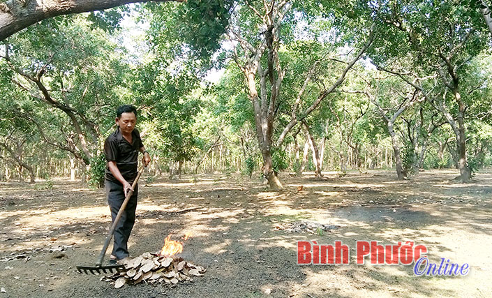 Điều Bình Phước Điều Bình Phước