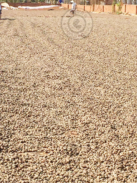 Giá điều Bình Phước - giá cả thị trường bán lẻ niềm vui xen lẫn nỗi buồn Giá điều Bình Phước - giá cả thị trường bán lẻ niềm vui xen lẫn nỗi buồn