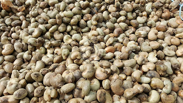 Giá hạt điều thô Giá hạt điều thô