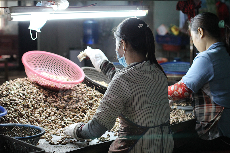 Hạt điều rang muối Bình Phước