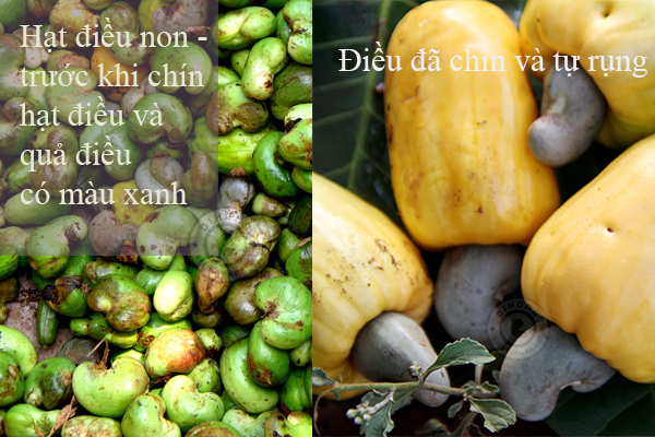 Hạt điều tiếng anh Hạt điều tiếng anh