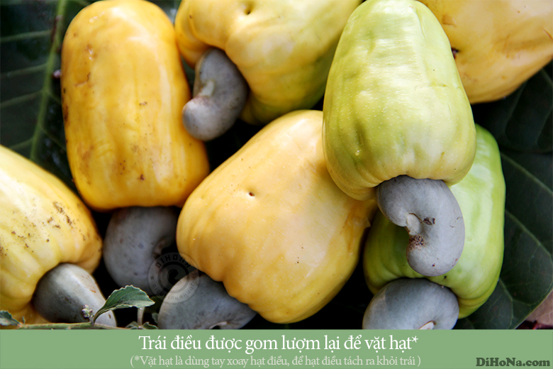 Mùa điều Bình Phước Mùa điều Bình Phước