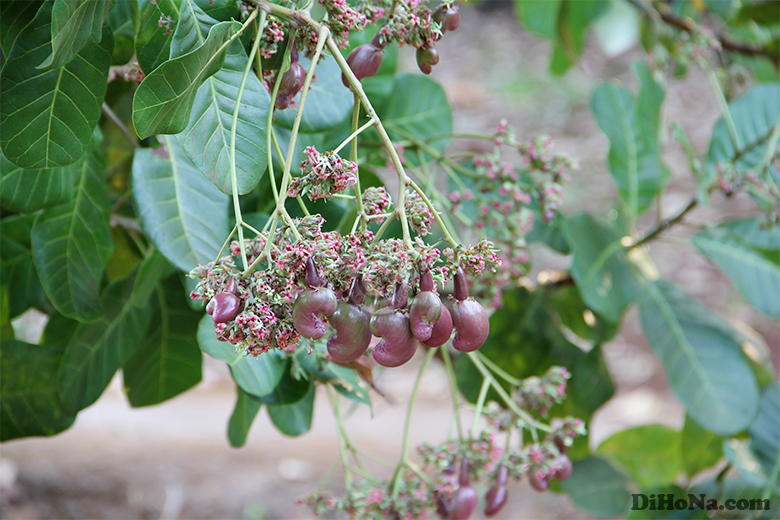 Mùa điều Bình Phước Mùa điều Bình Phước