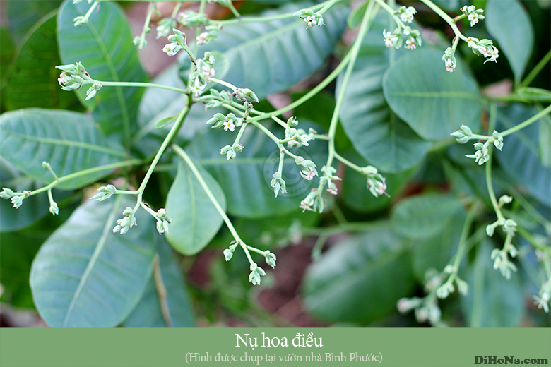 Mùa điều Bình Phước Mùa điều Bình Phước