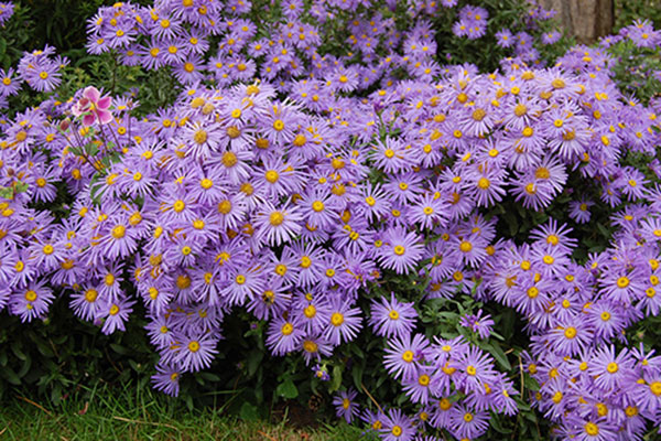 mua quà gì cho người nước ngoài mua-qua-gi-cho-nguoi-nuoc-ngoai