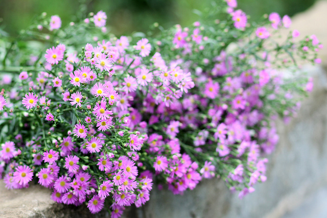 Quà tặng Việt Nam cho người nước ngoài Quà tặng Việt Nam cho người nước ngoài