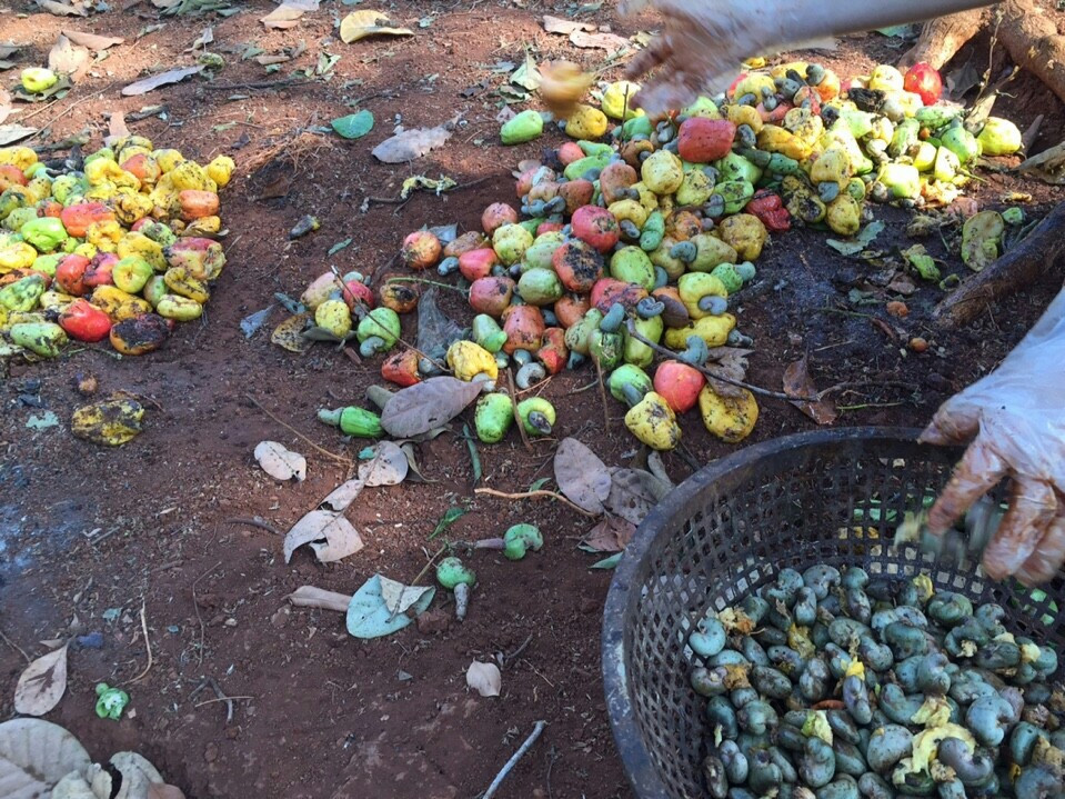 Hạt điều Bình Phước